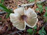 Amanita brunnescens image