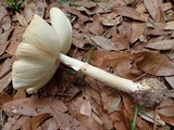 Amanita brunnescens image