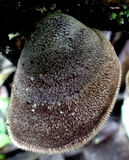 Auricularia nigricans image