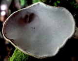 Auricularia nigricans image