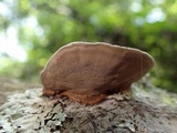 Hexagonia hydnoides image