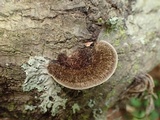 Hexagonia hydnoides image
