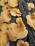 Panus lecomtei image