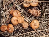 Pholiota highlandensis image