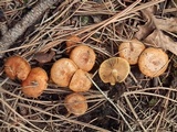 Pholiota highlandensis image