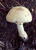 Amanita alpinicola image