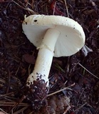 Amanita alpinicola image