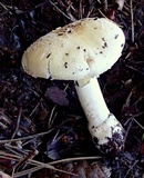 Amanita alpinicola image
