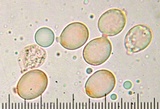 Amanita alpinicola image