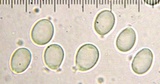 Amanita alpinicola image
