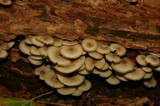 Clitocybula abundans image