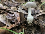 Amanita sect. Vaginatae image