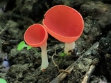 Sarcoscypha occidentalis image