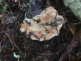 Russula compacta image