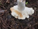 Russula compacta image
