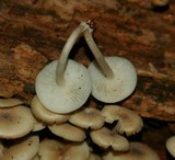 Clitocybula abundans image