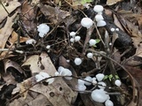 Marasmiellus candidus image