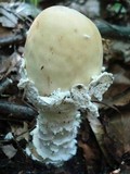 Amanita velatipes image