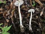Amanita sect. Vaginatae image