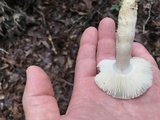 Russula parvovirescens image