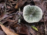 Russula parvovirescens image