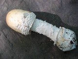 Amanita velatipes image