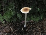 Amanita sect. Vaginatae image