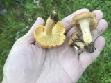 Cantharellus velutinus image