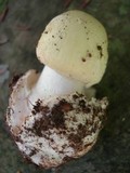 Amanita citrina f. lavendula image