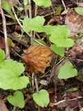 Morchella punctipes image