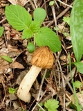 Morchella punctipes image