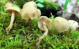 Kuehneromyces marginellus image