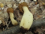 Morchella punctipes image