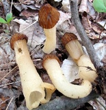 Morchella punctipes image