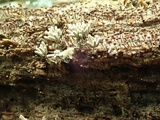 Arcyria cinerea image