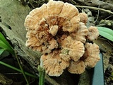 Rigidoporus microporus image
