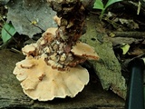 Rigidoporus microporus image