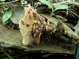 Rigidoporus microporus image