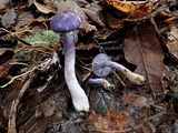 Cortinarius iodes image