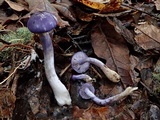 Cortinarius iodes image