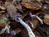 Cortinarius iodes image