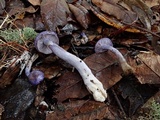 Cortinarius iodes image