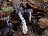 Cortinarius iodes image