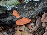 Pycnoporus sanguineus image