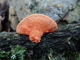 Pycnoporus sanguineus image