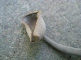 Helvella dissingii image