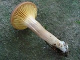 Phylloporus leucomycelinus image