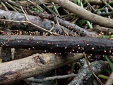 Tubercularia lateritia image