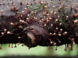 Tubercularia lateritia image