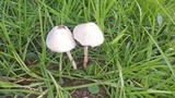 Panaeolus antillarum image